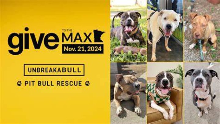 Find Your Perfect Pit Bull Companion: New Orleans Pit Bull Rescue