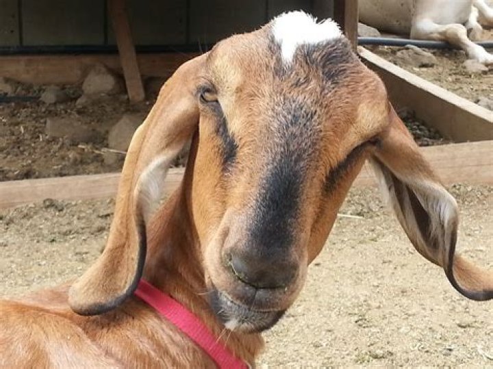 Free photo Goat, Long Ears, Surprised, Ears Free Image on Pixabay
